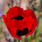 Poppy TURKISH TULIP Red & Black Huge Flowers Pollinators Non-GMO 1000 Seeds