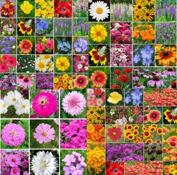 Landscaper's Pack EVERYTHING FLOWER MIX Bulk over 40 different kinds 5000 Seeds