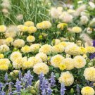 African Marigold MOONLIGHT Dwarf 18"" Huge Flowers Beneficial Non-GMO 50 Seeds