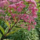 Joe Pye Weed SPOTTED Perennial Fall Planting Pollinators Butterflies 300 Seeds