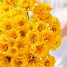 Zinnia GOLDEN STATE Double Blooms Cut-Flowers Butterflies Non-GMO 100 Seeds