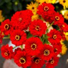 Zinnia SCARLET FLAME Red Blooms Cut Flowers Hummingbirds NonGMO 100 Seeds