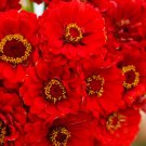 Zinnia CHERRY QUEEN Red Scarlet Blooms Cut Flowers Hummingbirds NonGMO 100 Seeds Zinnia CHERRY QUEEN Red Scarlet Blooms Cut Flowers Hummingbirds NonGMO 100 Seeds