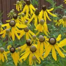 Coneflower PRAIRIE Pollinator Wild Flowers Biennial Perennial Non-GMO 500 Seeds