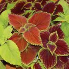 Coleus Blumei RAINBOW MIX Annual Perennial Shade Garden Non-GMO 500 Seeds