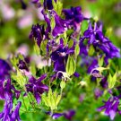 Columbine PURPLE HAZE Mix Perennial Hummingbirds Butterflies Non-GMO 200 Seeds