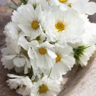 Cosmos WHITE MIX Angel Garden Moon Garden Summer-Fall Blooms Non-GMO 25 Seeds