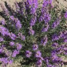 Gayfeather DOTTED CutFlowers Perennial Honeybees 16"" Tall Non-GMO 100 Seeds
