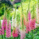 FOXGLOVE EXCELSIOR MIX Sun/Shade HUMMINGBIRDS LOVE Biennial Non-GMO 400 Seeds