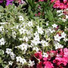 Tobacco JASMINE WHITE Nicotiana alata Fragrant Night Blooms Non-GMO 500 Seeds