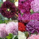 Poppy PURPLE PASSION Mix Double Bloom Poppies Tall Huge Pods Non-GMO 500 Seeds