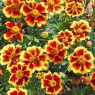 French Marigold LEGION OF HONOR Dwarf Beneficial Flowers Non-GMO 100 Seeds