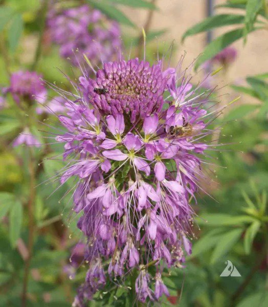 Cleome ROCKY MOUNTAIN BEE PLANT Honey Bees Butterfly Host Plant NonGMO 200 Seeds