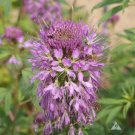 Cleome ROCKY MOUNTAIN BEE PLANT Honey Bees Butterfly Host Plant NonGMO 200 Seeds