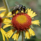 Blanketflower RED DOME Gaillardia Native Wildflower Pollinator Non-GMO 200 Seeds