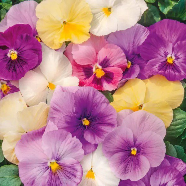 Pansy Mix PASTELS Viola Containers Cool Weather Edible USA Non-GMO 100+ Seeds
