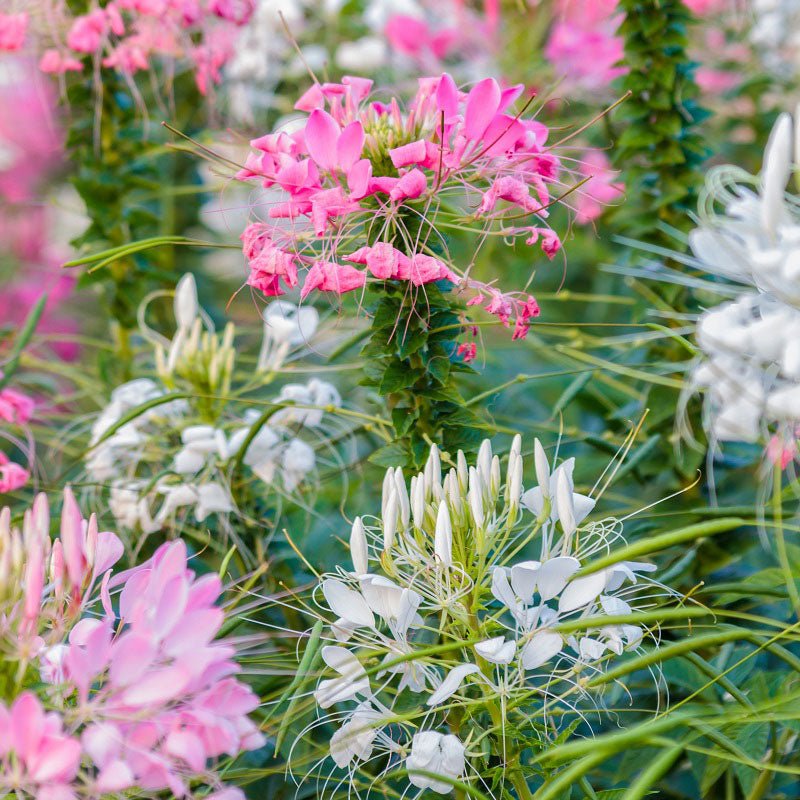 Cleome LANDSCAPER'S PACK BULK Mixed Colors Spider Plant USA Non-GMO 1000 Seeds