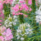 Cleome LANDSCAPER'S PACK BULK Mixed Colors Spider Plant USA Non-GMO 1000 Seeds