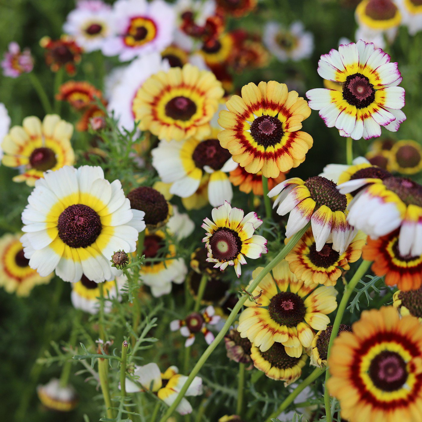 Painted Daisy LANDSCAPER'S PACK Bulk Perennial Pollinators USA NonGMO 1000 Seeds