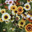 Painted Daisy LANDSCAPER'S PACK Bulk Perennial Pollinators USA NonGMO 1000 Seeds