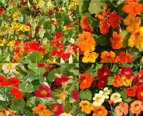 Nasturtium LANDSCAPER&acirc;��S PACK DWARF Edible Flowers Bulk Non-GMO USA 100 Seeds