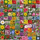 Wildflower Mix LANDSCAPER’S PACK BULK 4 Top Sellers Non-GMO Pure Seed 5000 Seeds