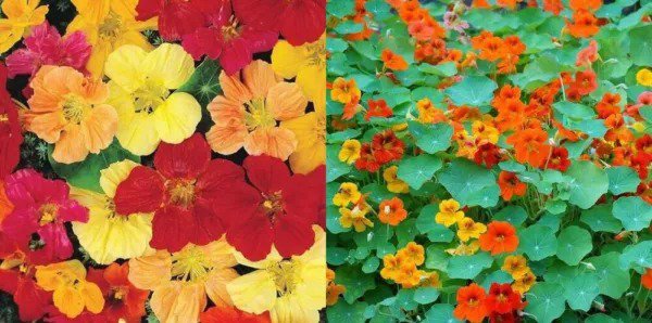 Nasturtium LANDSCAPER&acirc;��S PACK TALL Mixed Colors Edible Flowers Non-GMO 50 Seeds