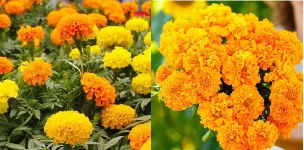 Marigolds AFRICAN LANDSCAPERS PACK BULK Tall 500+ Seeds Pure & Fresh USA Non-GMO