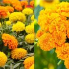 Marigolds AFRICAN LANDSCAPERS PACK BULK Tall 500+ Seeds Pure & Fresh USA Non-GMO
