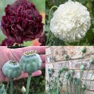 Poppy TUXEDO Mix Black & White Double Peony Blooms Huge Pods Non-GMO 500 Seeds