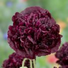 Poppy DOUBLE BLACK Peony Shaped Flowers Huge Pods Reseeds USA Non-GMO 500 Seeds