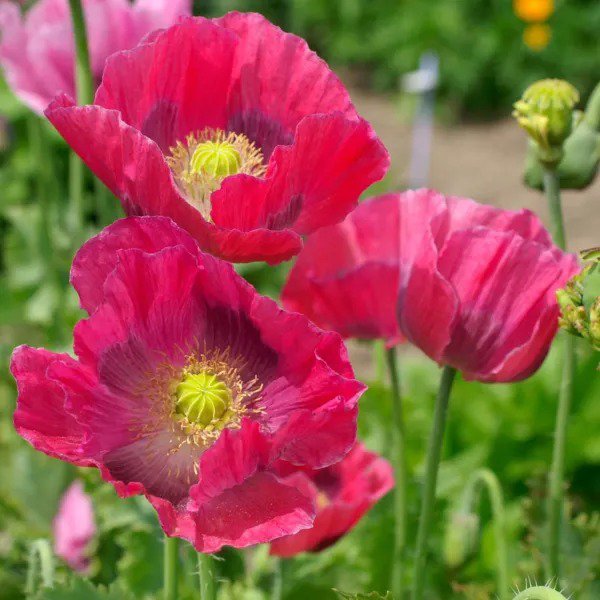 Poppy HENS & CHICKS UNIQUE Seed Pods Huge Flowers Reseeds USA Non-GMO 1000 Seeds