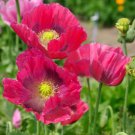 Poppy HENS & CHICKS UNIQUE Seed Pods Huge Flowers Reseeds USA Non-GMO 1000 Seeds