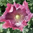 Poppy THE GIANT Pink Gargantuan Seed PODS Baking Huge Blooms Non-GMO 500 Seeds