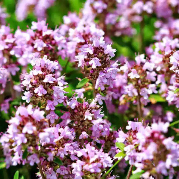 CREEPING THYME Thymus pulegioides Wild Groundcover Fragrant Lavender 1000 Seeds