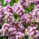 CREEPING THYME Thymus pulegioides Wild Groundcover Fragrant Lavender 1000 Seeds