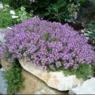 Creeping Thyme LAVENDER Groundcover Perennial Purple Flowers Non-GMO 1000 Seeds