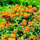 MILKWEED Asclepias tuberosa Monarch Butterfly Host Plant Perennial 100 Seeds
