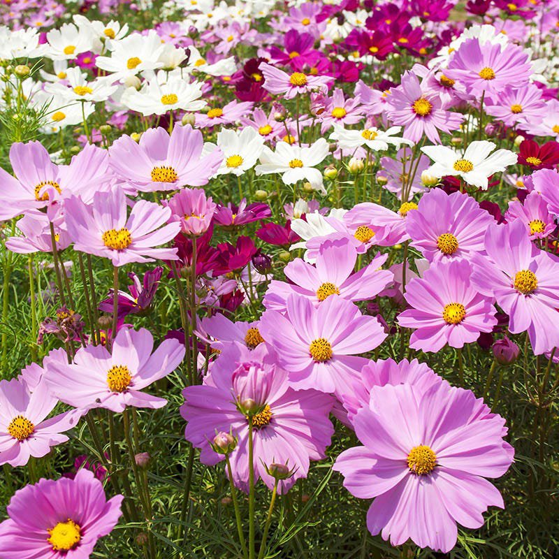 Cosmos LANDSCAPER'S BULK PACK Tall Mix 500 Seeds Non-GMO USA Bippinatus