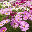 Cosmos LANDSCAPER'S BULK PACK Tall Mix 500 Seeds Non-GMO USA Bippinatus