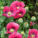 Poppy PEPPERBOX Pink/Purple Culinary Grade Large Blooms Non-GMO USA 1000+ Seeds