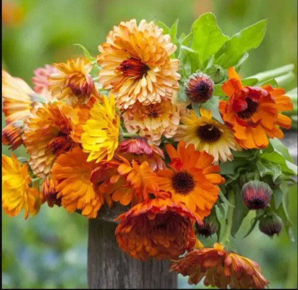 Calendula SUNSET Mix Double Blooms Bi-Colored Heirloom Edible Non-GMO 50 Seeds