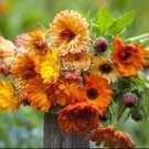 Calendula SUNSET Mix Double Blooms Bi-Colored Heirloom Edible Non-GMO 50 Seeds