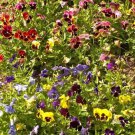Pansy SWISS GIANTS Mix Pollinators Containers Borders Edible Non-GMO 200 Seeds