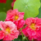 Nasturtium JEWEL CHERRY ROSE Vine Edible Fragrant Hummingbirds Non-GMO 10 Seeds
