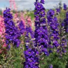 Delphinium LILAC SPIRE Purple Larkspur Cut Flowers Early Blooms NonGMO 100 Seeds