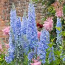 Delphinium BLUE BELL Larkspur Flower Spikes Cut Flowers Early Non-GMO 200 Seeds