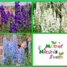 Delphinium LILAC BLUE SWIRL Larkspur Flower Spikes Cut Flowers Non-GMO 200 Seeds