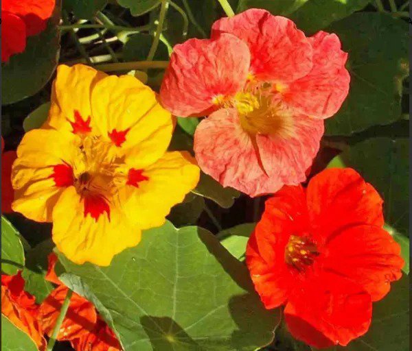 Nasturtium SINGLE MIX Climbing Vine Red+ Fragrant Hummingbirds Non-GMO 20 Seeds