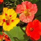 Nasturtium SINGLE MIX Climbing Vine Red+ Fragrant Hummingbirds Non-GMO 20 Seeds